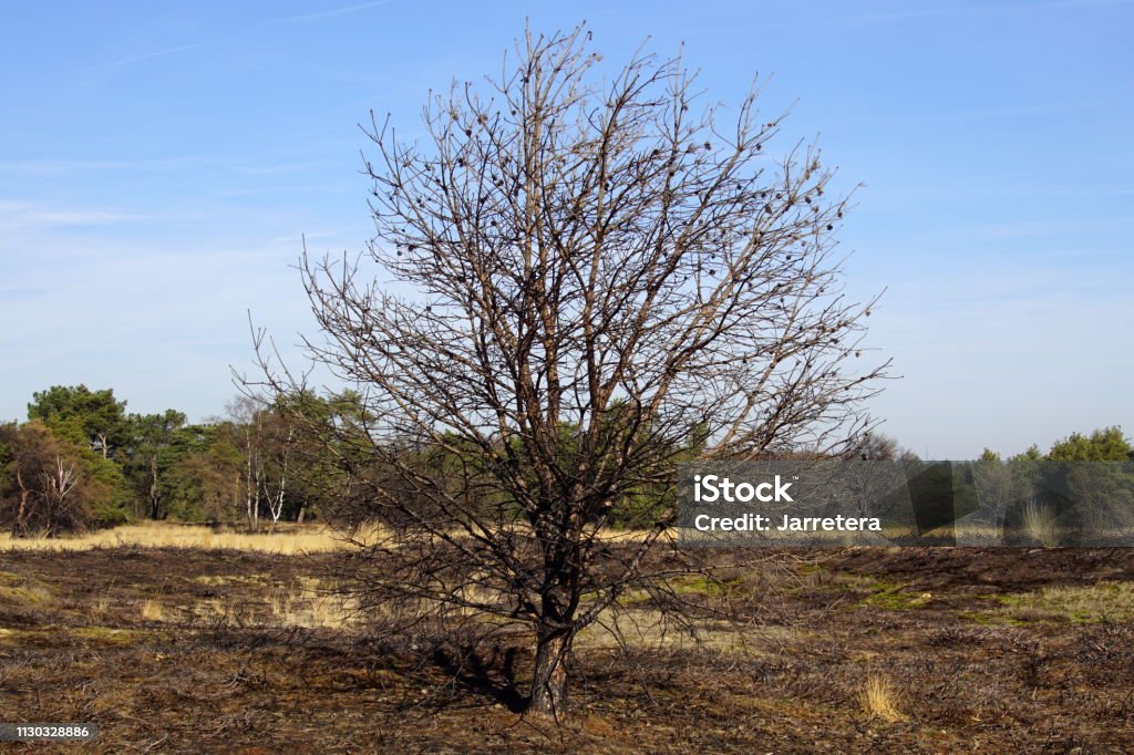Damaged heathland Strabrechtse Heide. Damaged heathland Strabrechtse Heide, North Brabant. Forest Fire Stock Photo