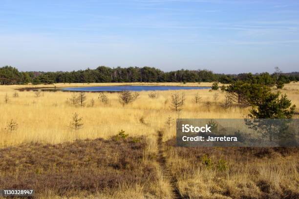 Dutch Natural Heathland Strabrechtse Heide Stock Photo - Download Image Now - Beauty, Blue, Europe