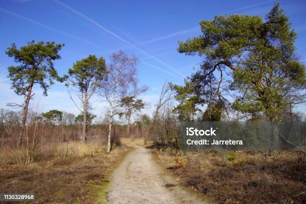 Dutch Natural Heathland Strabrechtse Heide Stock Photo - Download Image Now - Agricultural Field, Beauty, Blue
