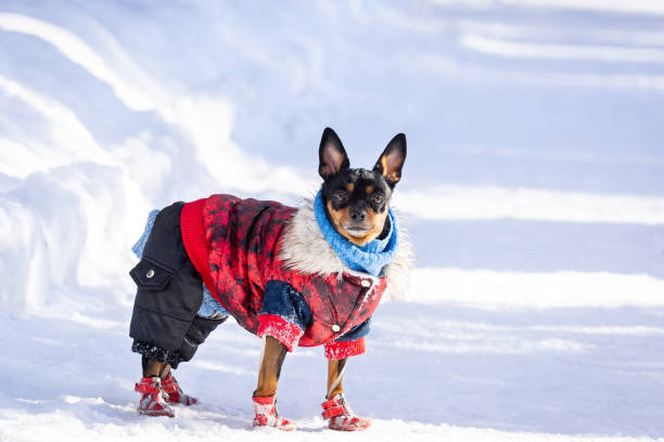 dog toy terrier A dog, a toy terrier, a stylishly dressed little dog in sheepskin coat, against the backdrop of winter. Clothes for dogs. Place for text russkiy toy stock pictures, royalty-free photos & images