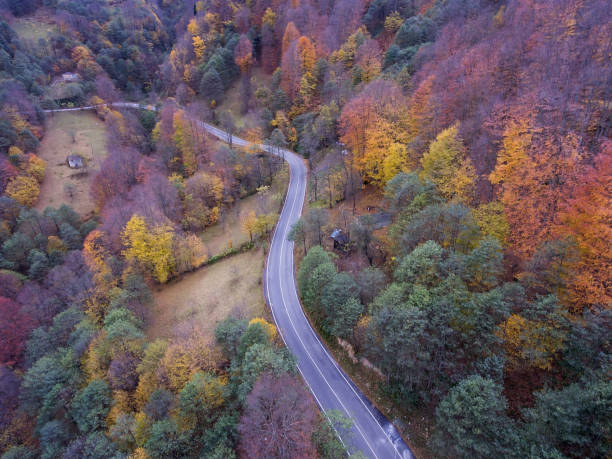 istock Road through autumnal forest - aerial view 1130330761