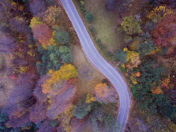 istock Road through autumnal forest - aerial view 1130330948
