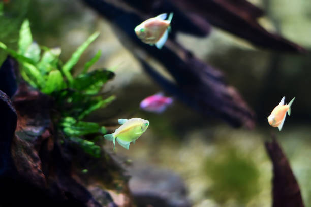 istock Ternetzi (Ternetsia) Glo Fish Veil in the freshwater aquarium 1130331036
