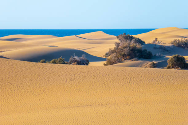 istock Dunes of Maspalomas, Gran Canaria 1130334212