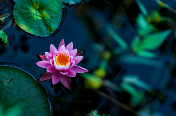 istock Pink lotus blossom 
surrounded by greenery in natural pond 1130334239
