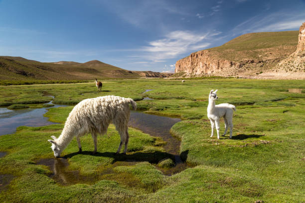 istock Alpacas grazing in Bolivian Altiplano 1130336041