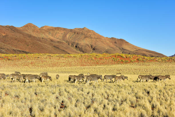 istock Desert Landscape - NamibRand, Namibia 1130336125