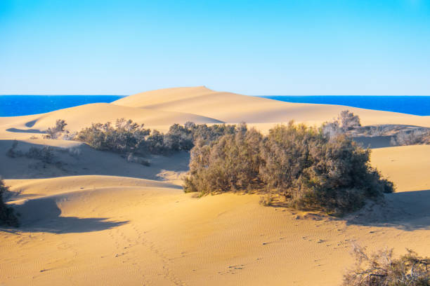 istock Dunes of Maspalomas, Gran Canaria 1130336624
