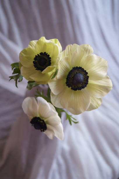 istock Beautiful flowers - Anemone coronaria  (Poppy Anemone) 1130336660