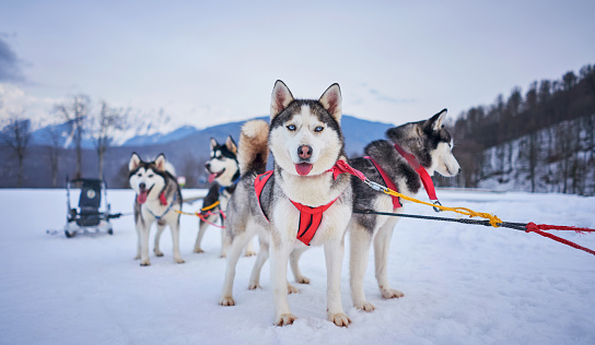 husky in harness in the mountains