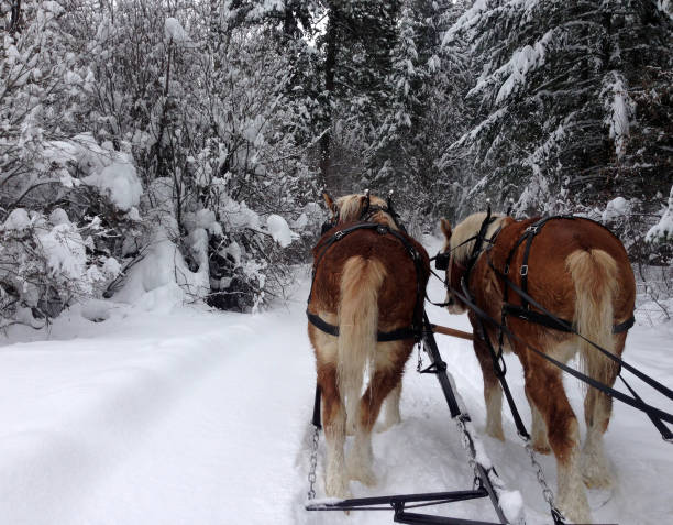 istock Horse-drawn carriage through the snow 1130338608