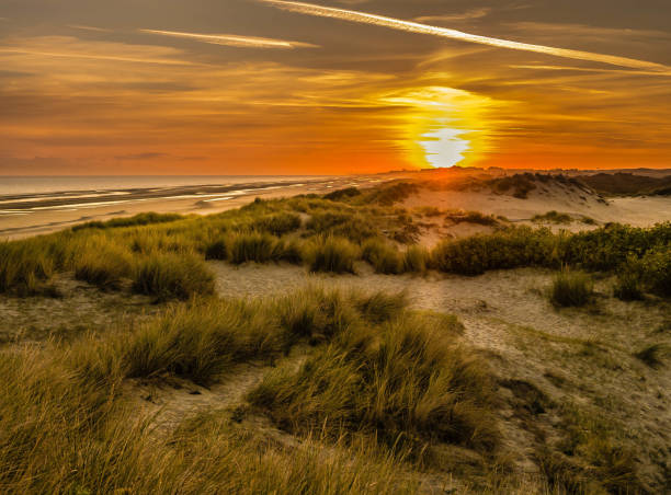 istock Windswept sand dunes during sunrise at a beach in France 1130339871