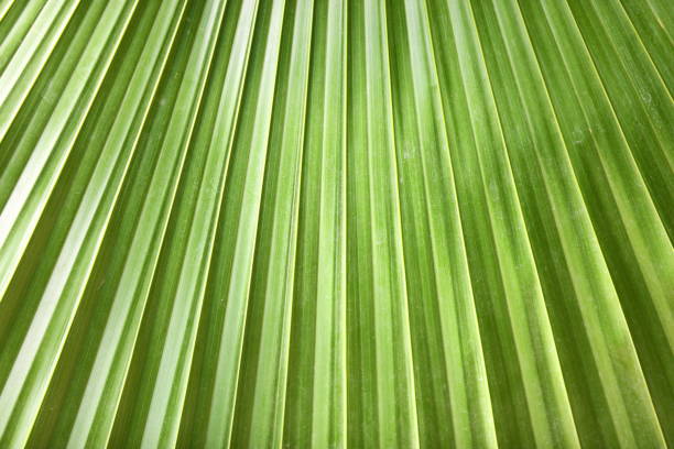istock background with the image of palm leaf 1130340710