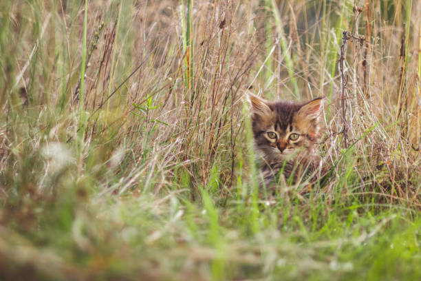 istock fluffy kitten alone in the grass in summer 1130340790
