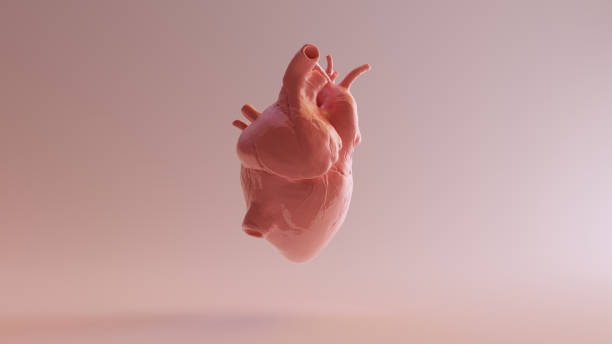 Pink Porcelain Anatomical Heart