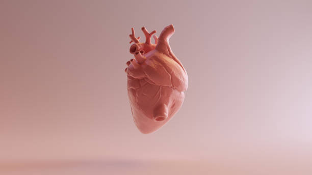 istock Pink Porcelain Anatomical Heart 1130340852
