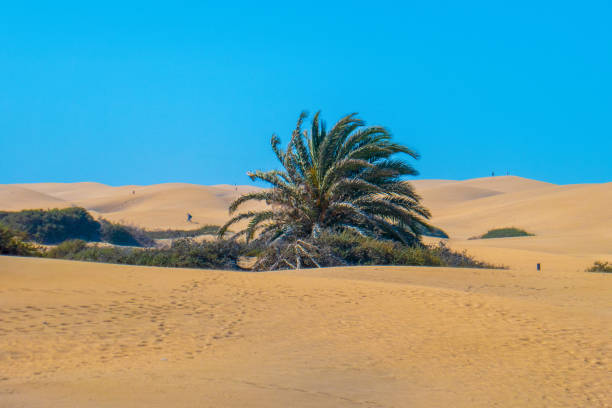 istock Dunes of Maspalomas, Gran Canaria 1130342672