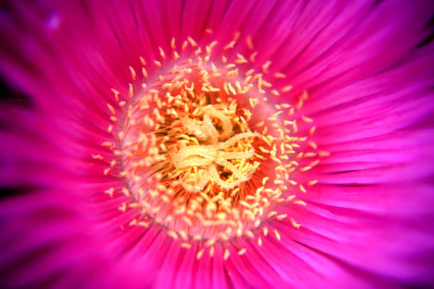 Close-up flower Yakın plan çiçek çekimi renkli fotoğraf stock pictures, royalty-free photos & images