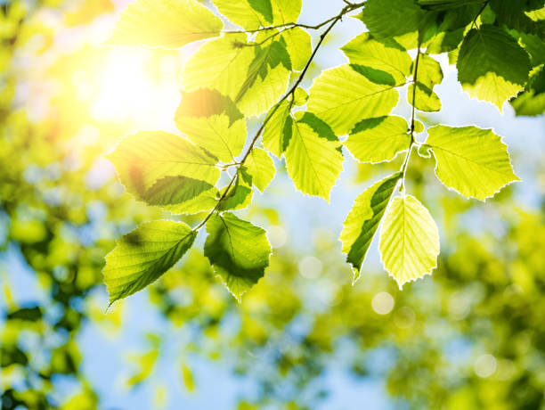 istock Spring nature background with green trees foliage 1130344263