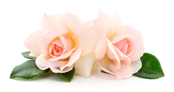 Two beautiful pink roses on a white background.