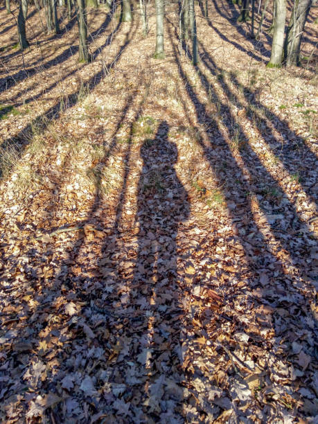 istock a man's shadow in the forest in autumn 1130346007