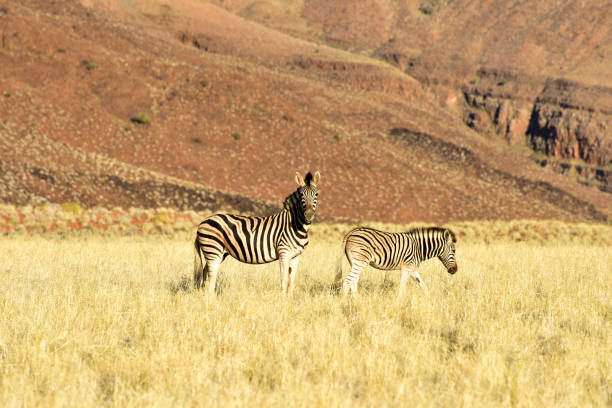 Zebras in the desert landscape of the NamibRand Nature Reserve in Namibia.