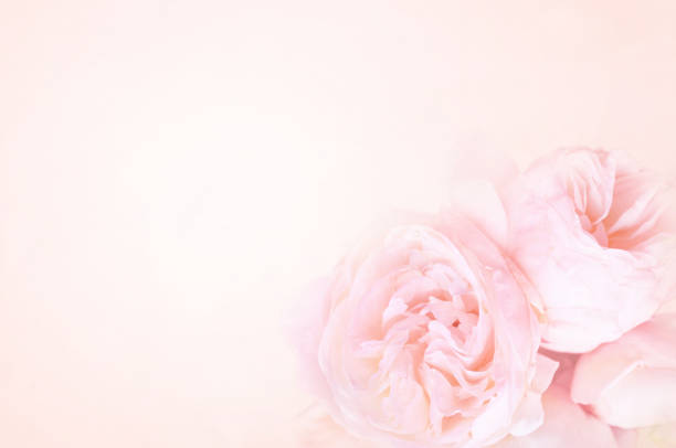 istock Summer blossoming delicate rose flowers 1130347138