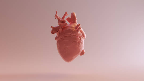 istock Pink Porcelain Anatomical Heart 1130347253