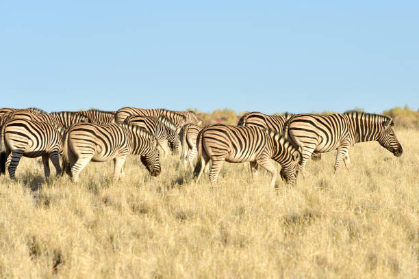 istock Desert Landscape - NamibRand, Namibia 1130347276