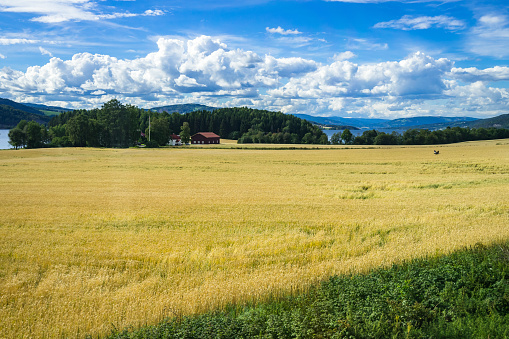 Ripening wheat field landscape near Mjosa lake during summer, Hedmark, Norway