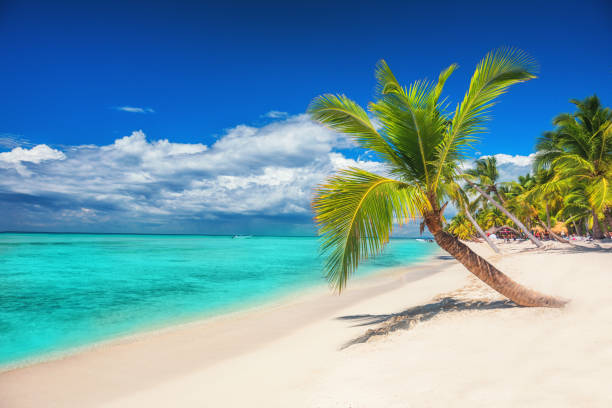 パームや saona パラダイス島のターコイズ ブルーの海でのセーリング ボートとビーチ - seychelles sea lagoon tropical climate ストックフォトと画像