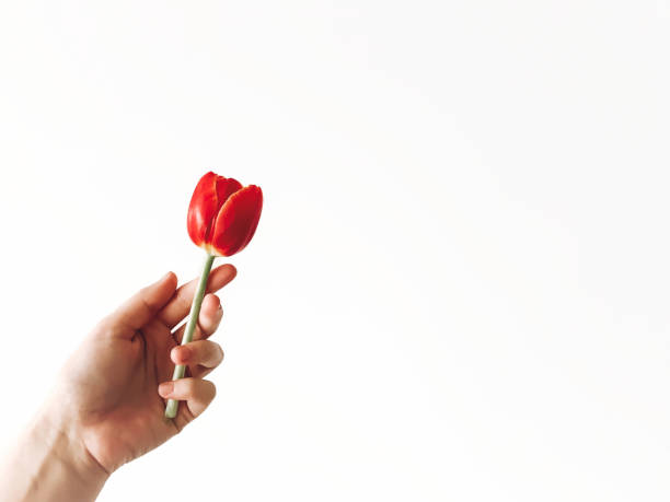 istock Hand holding red tulip flower, isolated on white with copy space. Stylish creative image, hello spring concept. Gentle care idea, save flower. Aroma fresh scent concept 1130348758