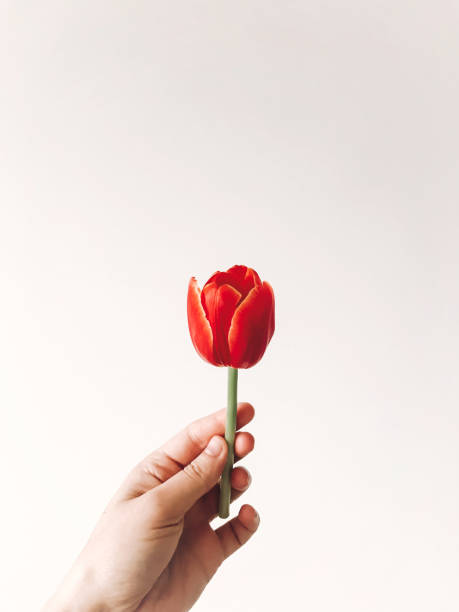 istock Hand holding red tulip flower on white wall with copy space. Stylish creative image, hello spring concept. Gentle care idea, save flower. Aroma fresh scent concept 1130349618