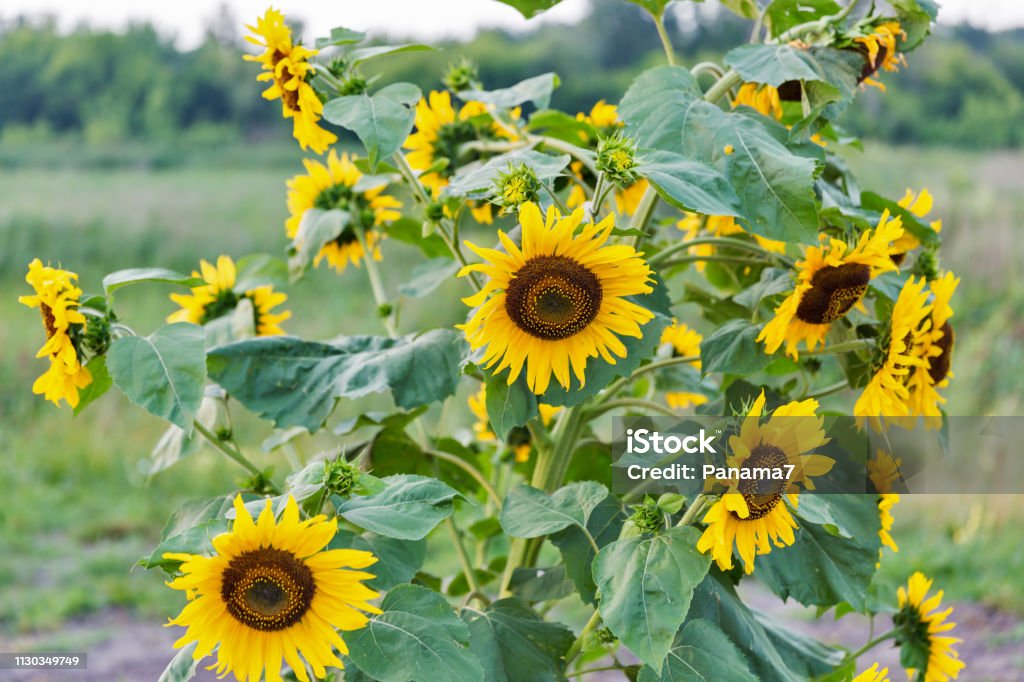 sunflowers bush in the field sunflowers bush in the field closeup, Ukraine Sunflower Stock Photo