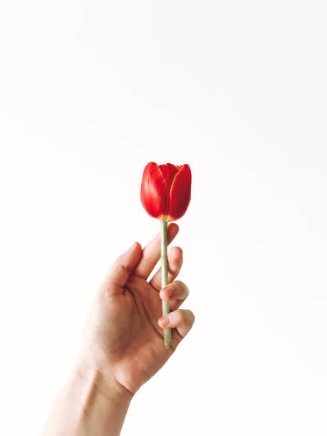 istock Hand holding red tulip flower, isolated on white with copy space. Stylish creative image, hello spring concept. Gentle care idea, save flower. Aroma fresh scent concept 1130349841
