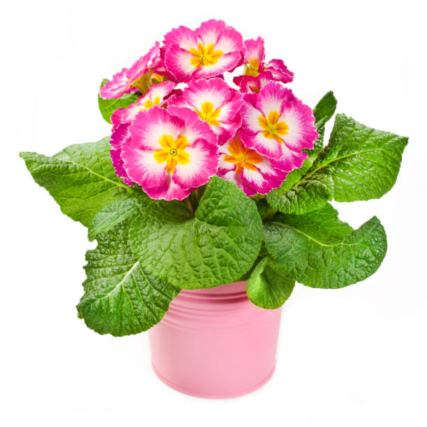 istock Primroses and flower pot isolated against white background 1130350087