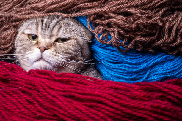 istock Wicked Scottish Fold cat looks strictly wrapped in colored wool yarn. 1130350109