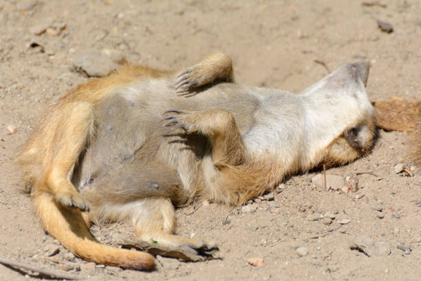 istock Meerkat resting on the sand 1130350150