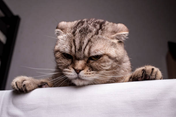 istock Thoroughbred dissatisfied cat Scottish Fold is on the table and evil looks. 1130350752