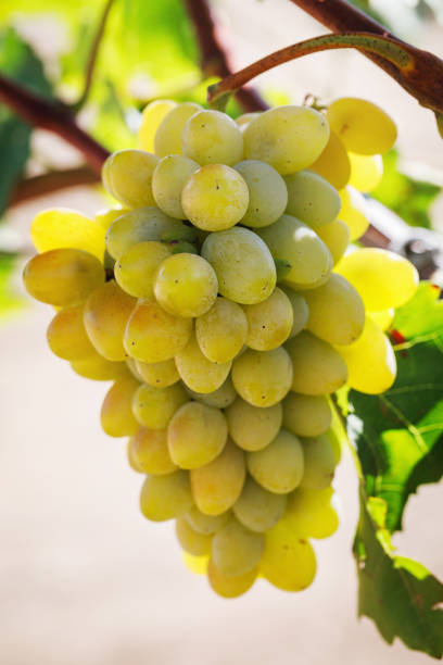 istock Bunch of ripe grapes close-up 1130350874