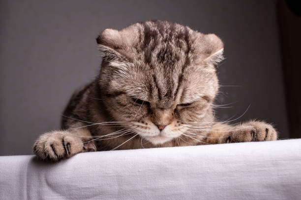 istock Thoroughbred dissatisfied cat Scottish Fold is on the table and evil looks. 1130351094