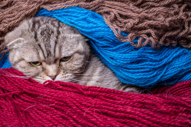 istock Wicked Scottish Fold cat looks strictly wrapped in colored wool yarn. 1130351196