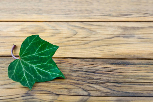 Ivy against wooden background with copy space