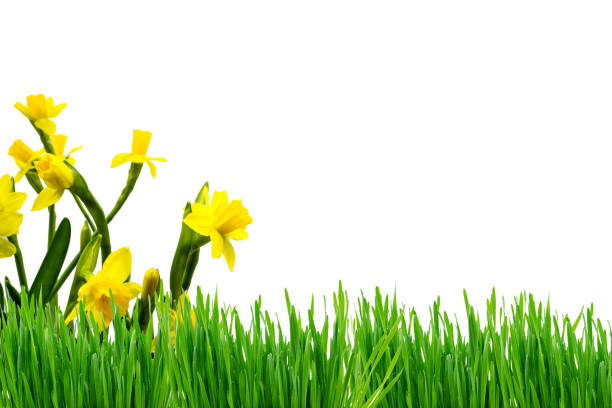 istock Easter background with roses and daffodils at white background 1130351416