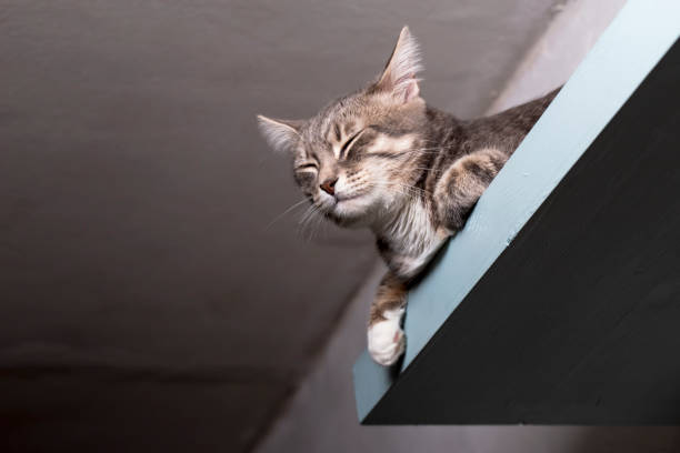 calm cat in zen resting and dreaming on a shelf
