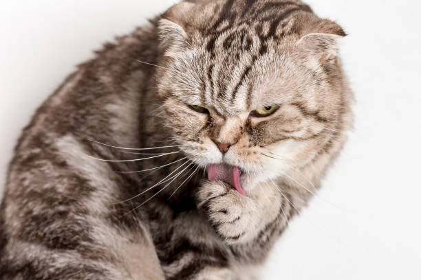 istock Cute cat Scottish Fold washes his paw with his tongue. 1130353427
