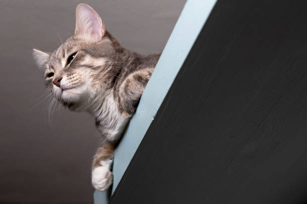 istock calm cat in zen resting on a shelf 1130354099