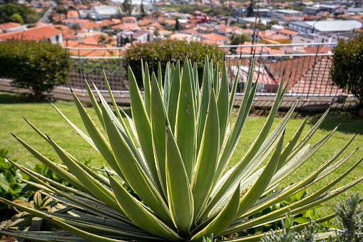 Green big leaves of Agave Succulent Plant