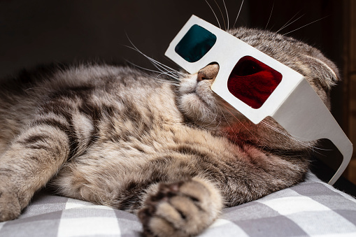Funny scottish fold cat wore 3D glasses and watching a movie on the television set, resting on the couch