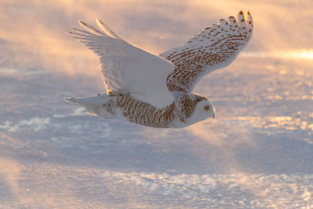 Snowy owl, bubo scandiacus, bird in flight